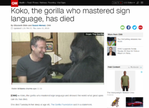 CNN screenshot with title Koko mastered sign language